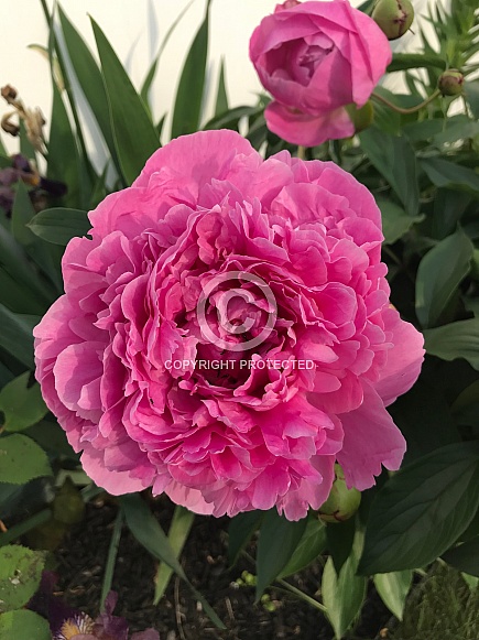 Pink Peony Pink Peony