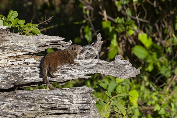 Dwarf Mongoose - Botswana Dwarf Mongoose - Botswana