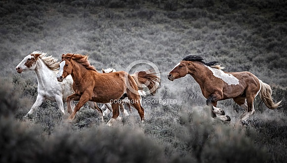 Wild Horse—Steens Mountains Oregon