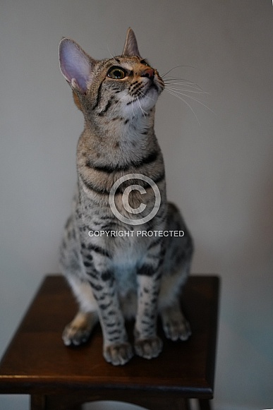 Savannah Cat Savannah Cat