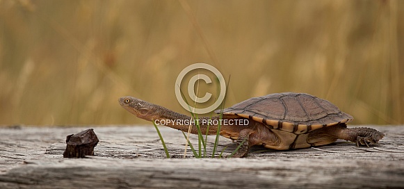 Eastern snake-necked turtle.