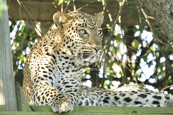 Leopard on a deck