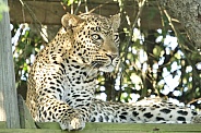 Leopard on a deck