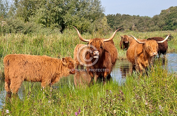 Highland cattle Highland cattle