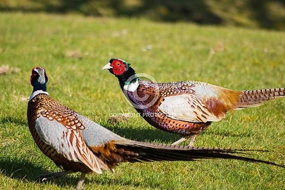Fighting Pheasants Fighting Pheasants