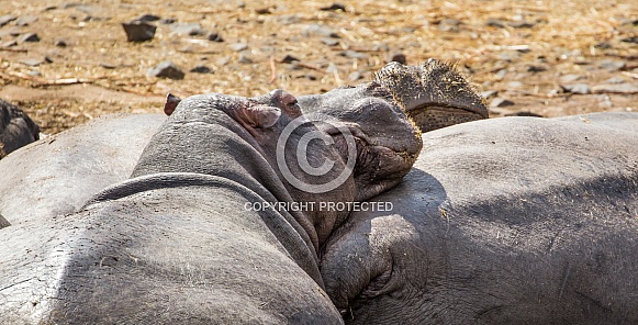 Hippopotamus Hippopotamus