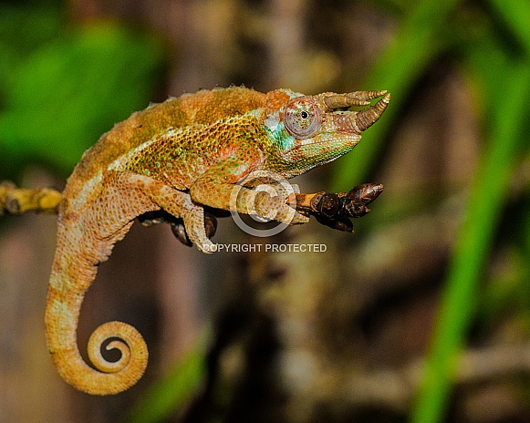Jacksons Chameleon Jacksons Chameleon