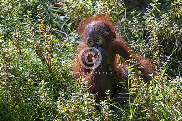 Orangutan (pongo) Orangutan (pongo)