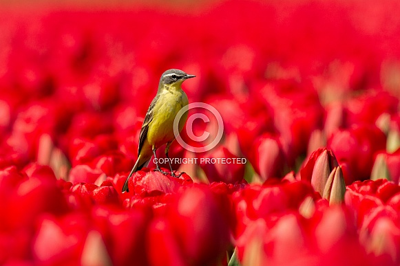 Yellow wagtail on tulip