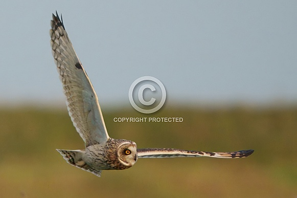 Short Eared Owl (Asio flammeus) Short Eared Owl (Asio flammeus)