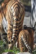 Amur Tiger mother and cub