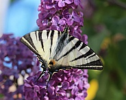 Scarce Swallowtail Butterfly on Lilac