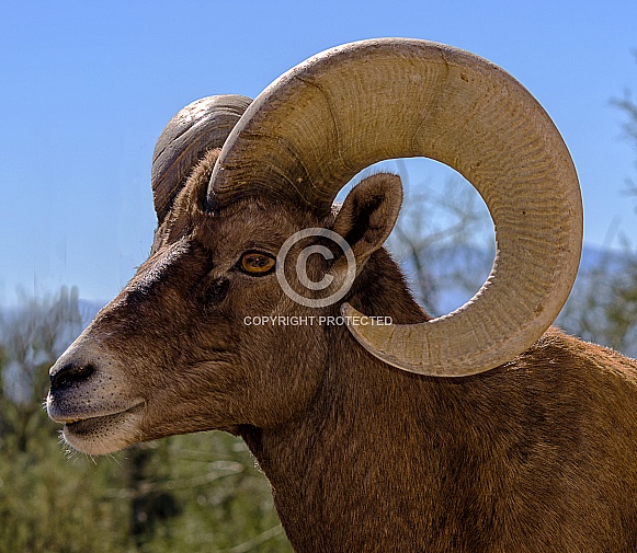 Big Horn Sheep Ram Portrait