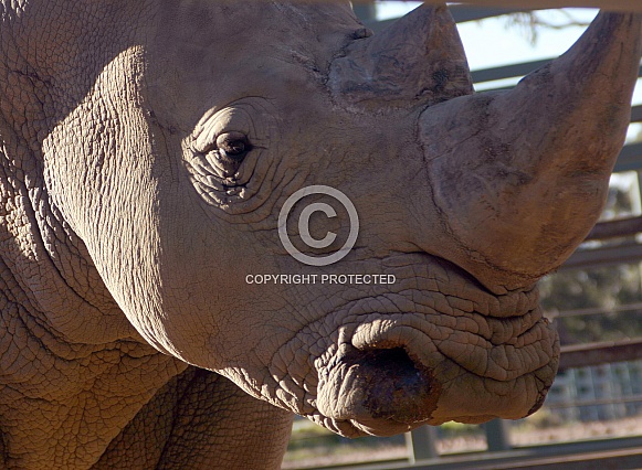 White Rhino profile White Rhino profile