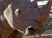 White Rhino profile