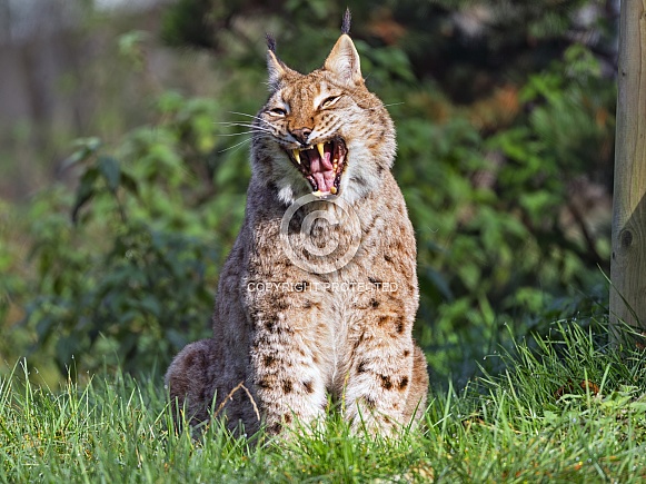 Lynx yawning
