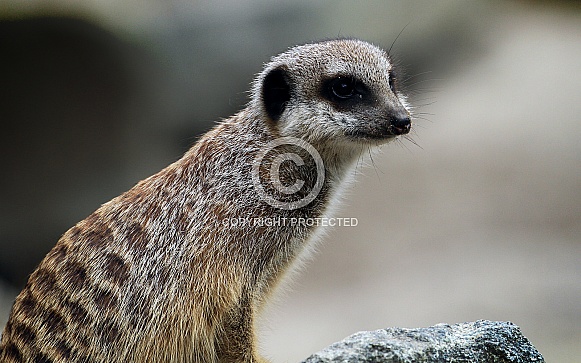 Meerkat 1