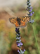 Fritillary Butterfly On Lavender