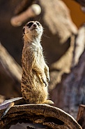 Meerkat