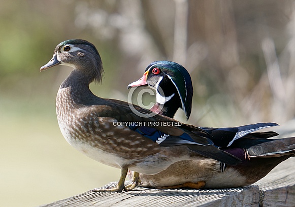 Wood Duck