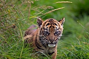 Tiger Cub