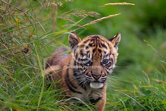 Tiger Cub