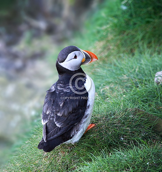 Puffin