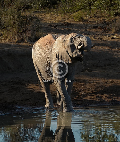 African Elephant African Elephant
