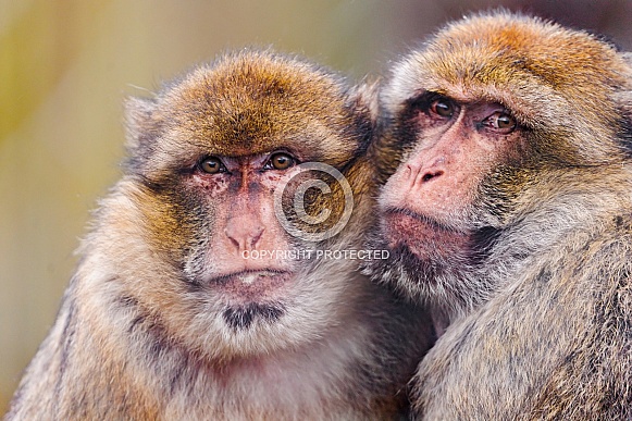 Macaques