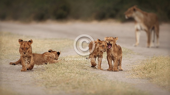 African lion portrait