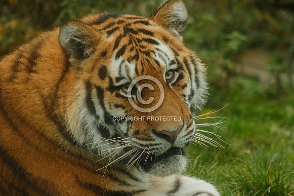 Amur Tiger Looking Over Shoulder At Camera