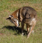 Red Wolf