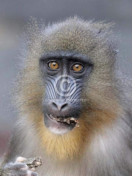 Mandrill (Mandrillus sphinx) Mandrill (Mandrillus sphinx)