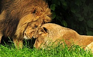 Loving Asiatic Lion