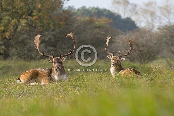 Fallow Deer Fallow Deer