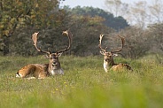 Fallow Deer