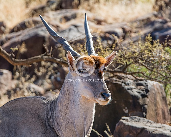Eland bull