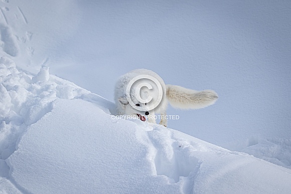 Arctic Fox in heavy snow