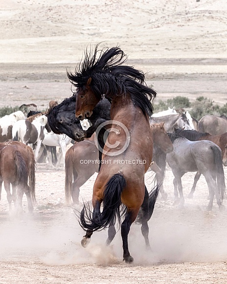 Wild Horse— Onaqui Mountains, Utah Wild Horse— Onaqui Mountains, Utah
