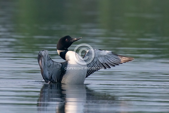 Common Loon (Gavia immer)