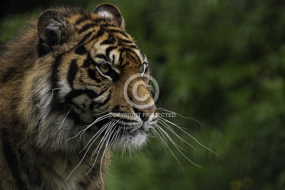 Sumatran Tiger Side Profile Shot
