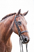 Chestnut Irish Sport Horse