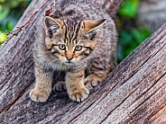 Cute wildcat kitten