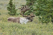 The reindeer or caribou (Rangifer tarandus)