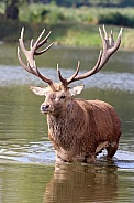 Red Deer Stag in the lake