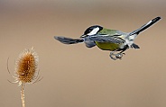 A Hovering Great tit