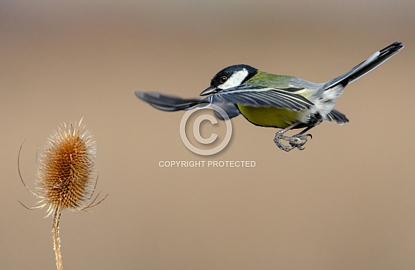 A Hovering Great tit
