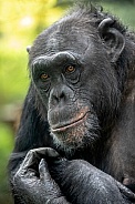 Chimpanzee (Pan troglodytes)