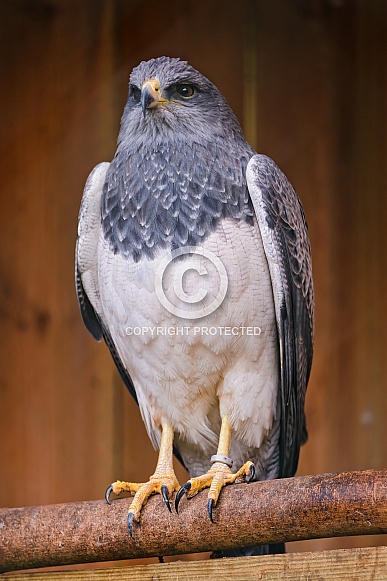 Grey and White Eagle