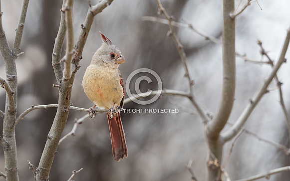Female Desert Cardinal